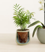 Load image into Gallery viewer, Evergreen stand:all
