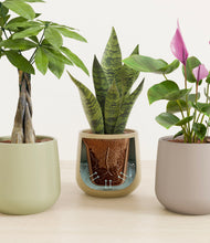 Load image into Gallery viewer, Earthy stand:all
