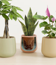 Load image into Gallery viewer, Lily Pad stand:all
