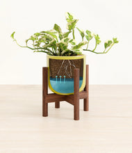 Load image into Gallery viewer, Key Lime Yellow stand:walnut
