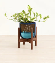 Load image into Gallery viewer, Twilight Blue stand:walnut
