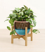 Load image into Gallery viewer, Calm Rose stand:bamboo

