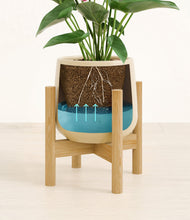 Load image into Gallery viewer, Almond Green stand:bamboo

