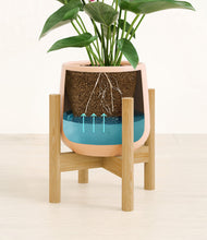 Load image into Gallery viewer, Gentle Pink stand:bamboo
