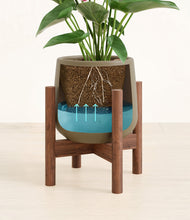 Load image into Gallery viewer, Olive stand:walnut
