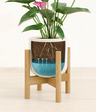Lade das Bild in den Galerie-Viewer, Cotton White stand:bamboo
