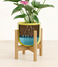 Lade das Bild in den Galerie-Viewer, Key Lime Yellow stand:bamboo
