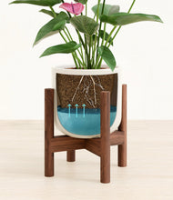 Lade das Bild in den Galerie-Viewer, Cotton White stand:walnut
