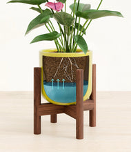 Lade das Bild in den Galerie-Viewer, Key Lime Yellow stand:walnut
