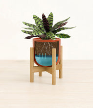 Load image into Gallery viewer, Glossy Red stand:bamboo

