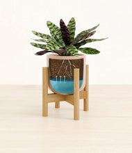 Load image into Gallery viewer, Glossy Pink stand:bamboo
