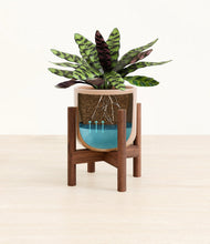 Load image into Gallery viewer, Glossy Pink stand:walnut
