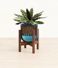 Load image into Gallery viewer, Twilight Blue stand:walnut
