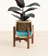 Load image into Gallery viewer, Almond Green stand:walnut
