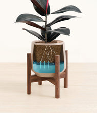 Load image into Gallery viewer, Eternal Gray stand:walnut
