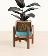Load image into Gallery viewer, Calm Rose stand:walnut
