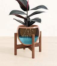 Load image into Gallery viewer, Calm Rose stand:walnut
