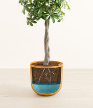 Load image into Gallery viewer, Sunset Orange stand:all
