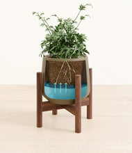Load image into Gallery viewer, Olive stand:walnut

