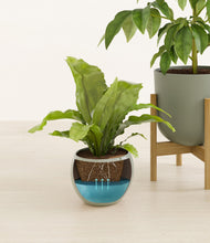 Load image into Gallery viewer, Earthy stand:two_stands
