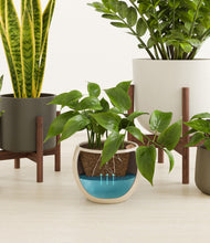 Load image into Gallery viewer, Woodland stand:two_stands
