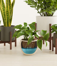 Load image into Gallery viewer, Woodland stand:three_stands
