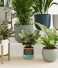 Load image into Gallery viewer, Earthy stand:five_stands
