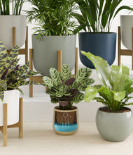 Load image into Gallery viewer, Earthy stand:eight_stands
