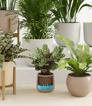 Load image into Gallery viewer, Sandy stand:five_stands
