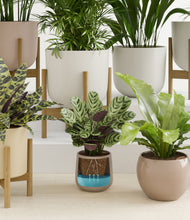 Load image into Gallery viewer, Sandy stand:eight_stands
