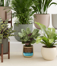 Load image into Gallery viewer, Woodland stand:five_stands
