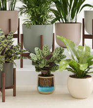 Load image into Gallery viewer, Woodland stand:eight_stands

