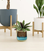 Load image into Gallery viewer, Earthy stand:two_stands
