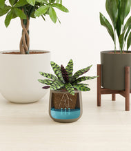 Load image into Gallery viewer, Woodland stand:one_stand
