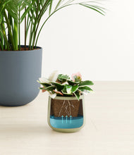 Load image into Gallery viewer, Earthy stand:one_stand
