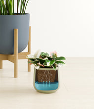 Load image into Gallery viewer, Earthy stand:two_stands
