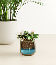 Load image into Gallery viewer, Woodland stand:one_stand
