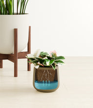Load image into Gallery viewer, Woodland stand:two_stands
