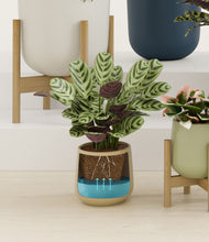 Load image into Gallery viewer, Earthy stand:four_stands
