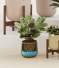Load image into Gallery viewer, Woodland stand:four_stands
