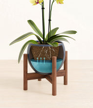 Load image into Gallery viewer, Deep Navy stand:walnut
