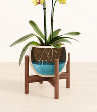 Load image into Gallery viewer, Shiny EggWhite stand:walnut

