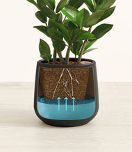 Load image into Gallery viewer, ZZ Plant
