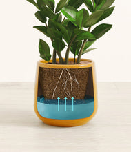Load image into Gallery viewer, ZZ Plant
