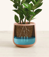 Load image into Gallery viewer, ZZ Plant
