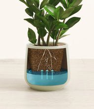 Load image into Gallery viewer, ZZ Plant
