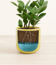 Load image into Gallery viewer, ZZ Plant
