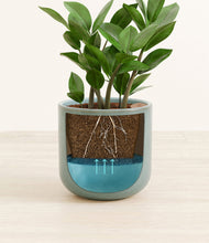Load image into Gallery viewer, ZZ Plant
