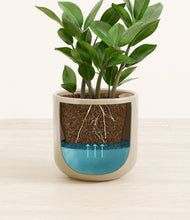 Load image into Gallery viewer, ZZ Plant
