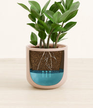 Load image into Gallery viewer, ZZ Plant
